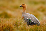 Image. Upland Goose