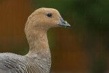Image. Upland Goose