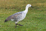 Image. Upland Goose