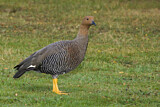 Image. Upland Goose