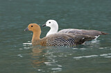 Image. Upland Goose