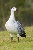 Image. Upland Goose