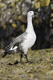 Image. Upland Goose