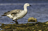 Image. Upland Goose