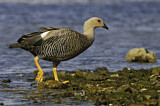 Image. Upland Goose