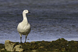 Image. Upland Goose
