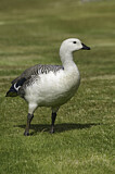 Image. Upland Goose