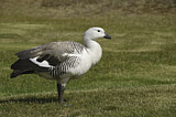 Image. Upland Goose