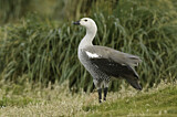 Image. Upland Goose