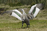 Image. Upland Goose