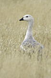 Image. Upland Goose