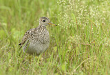 Image. Upland Sandpiper