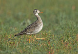 Image. Upland Sandpiper