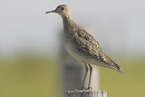 Image. Upland Sandpiper