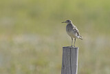 Image. Upland Sandpiper