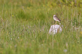 Image. Upland Sandpiper