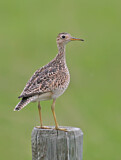 Image. Upland Sandpiper
