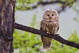 Image. Ural Owl