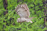 Image. Ural Owl