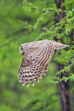 Image. Ural Owl