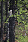 Image. Ural Owl