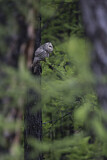 Image. Ural Owl