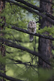 Image. Ural Owl