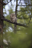 Image. Ural Owl