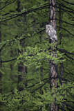 Image. Ural Owl