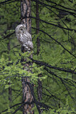 Image. Ural Owl