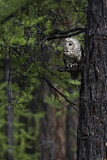 Image. Ural Owl