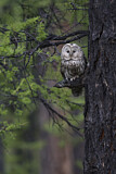 Image. Ural Owl