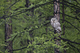 Image. Ural Owl