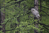 Image. Ural Owl