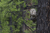 Image. Ural Owl