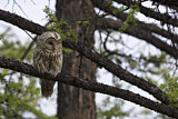 Image. Ural Owl