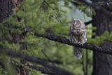 Image. Ural Owl