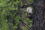 Image. Ural Owl