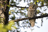 Image. Ural Owl