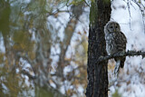 Image. Ural Owl