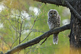 Image. Ural Owl