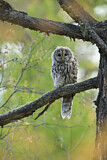 Image. Ural Owl