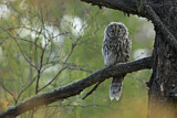 Image. Ural Owl
