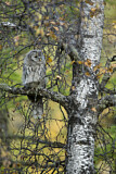 Image. Ural Owl