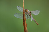 Image. Vagrant Darter