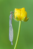 Image. Variable Damselfly