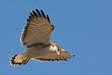 Image. Variable Hawk