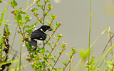 Image. Variable Seedeater