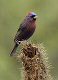 Image. Varied Bunting