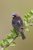 Image. Varied Bunting